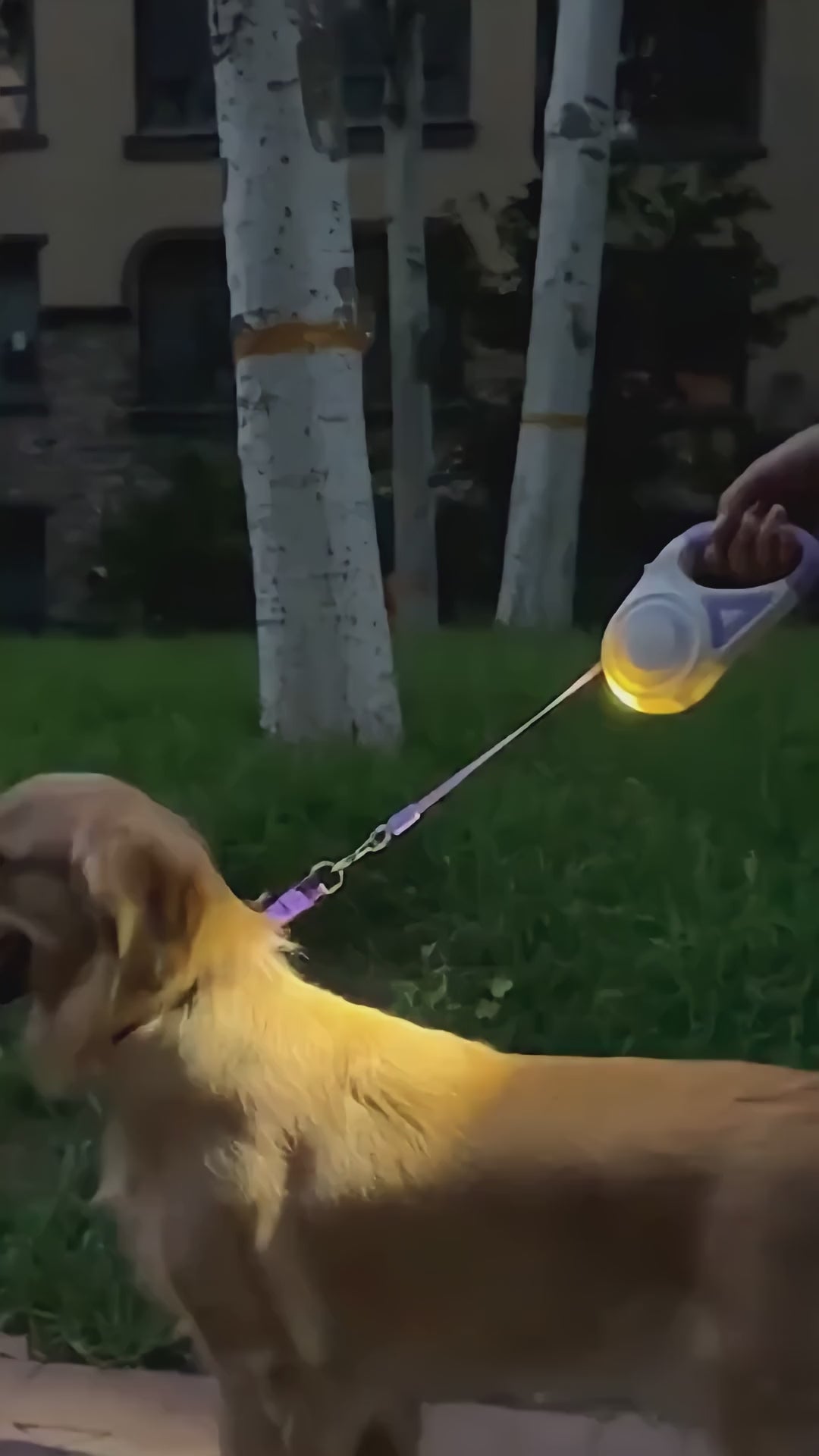 Dog Leash Retractable Leash And Dog Collar Spotlight Automatic Pet Dog Cat Traction Rope For Small Medium Dogs Pet Product